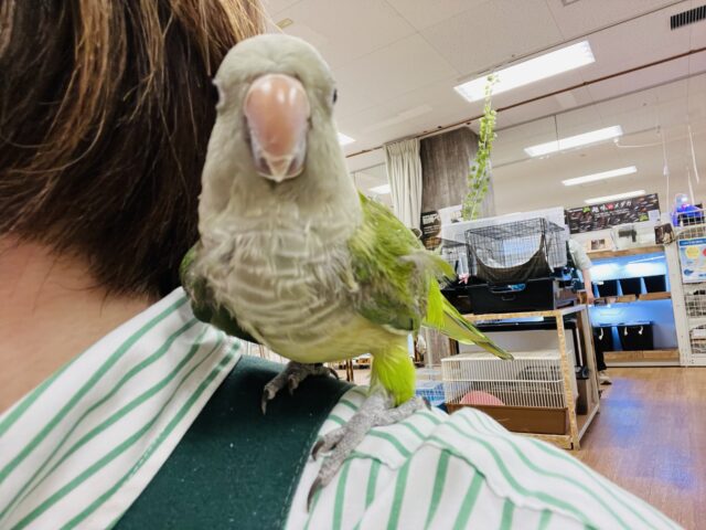 オキナインコ