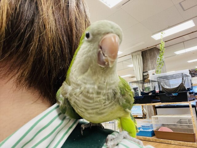 オキナインコ