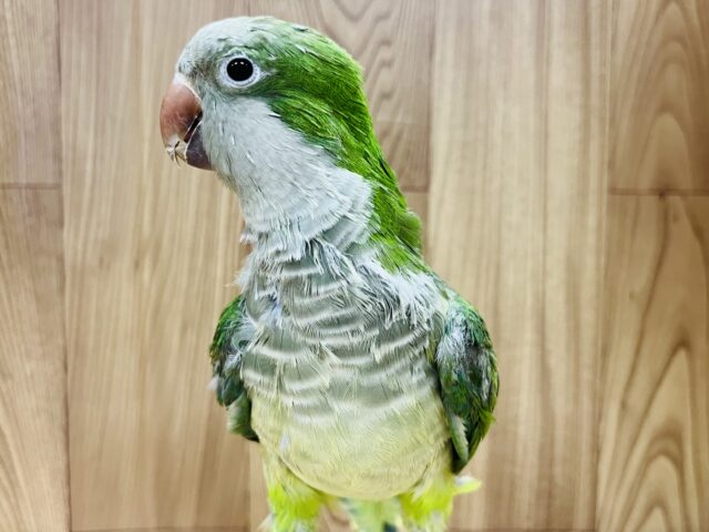 オキナインコ