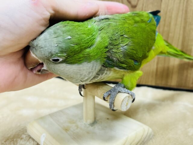 オキナインコ
