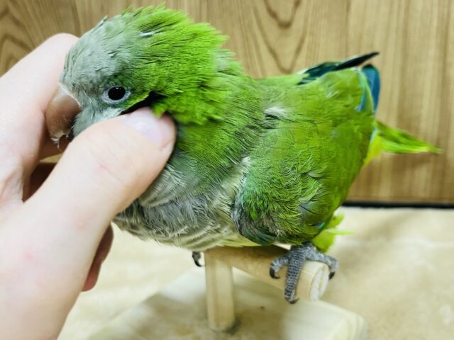 オキナインコ