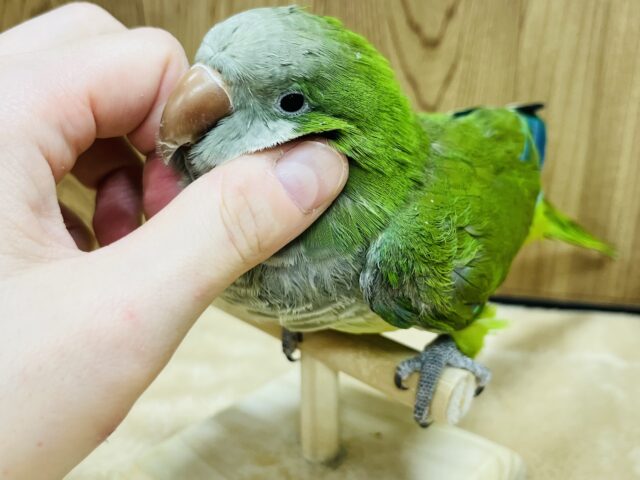 オキナインコ