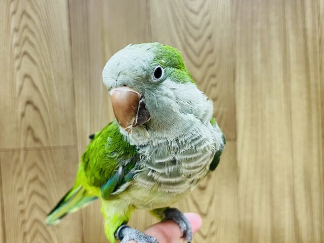 オキナインコ