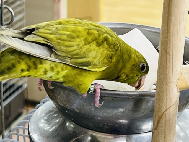 サザナミインコ