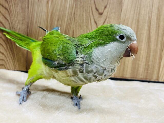 オキナインコ