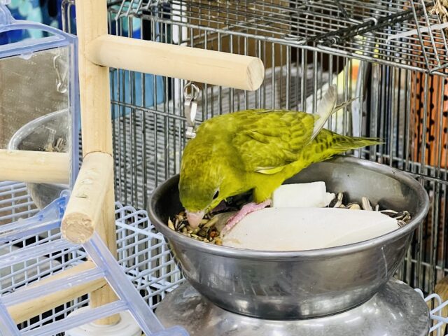 画像更新☆初入荷!?サザナミインコダークグリーンスパングル サザナミインコ