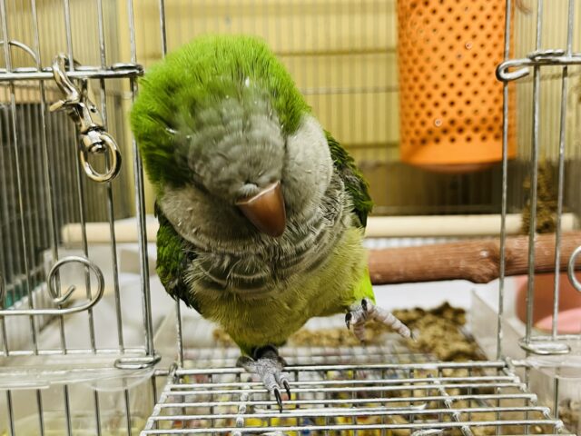 オキナインコ