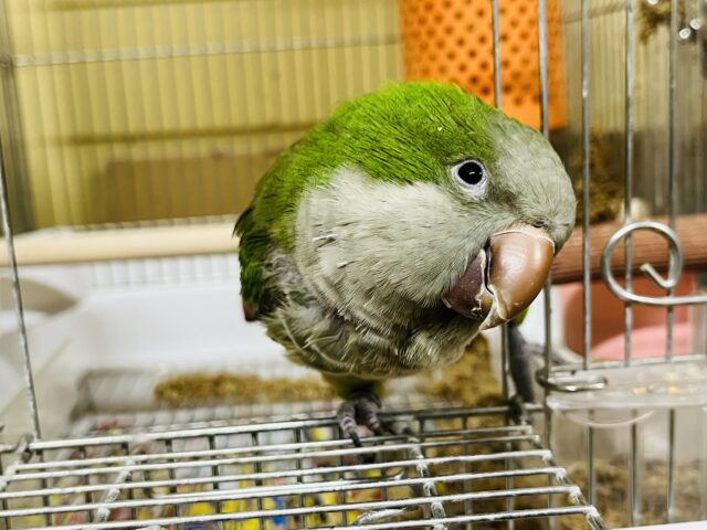 オキナインコ