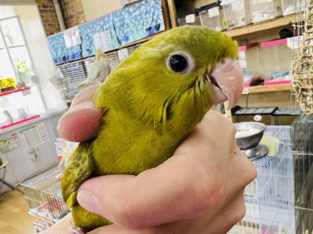 サザナミインコ