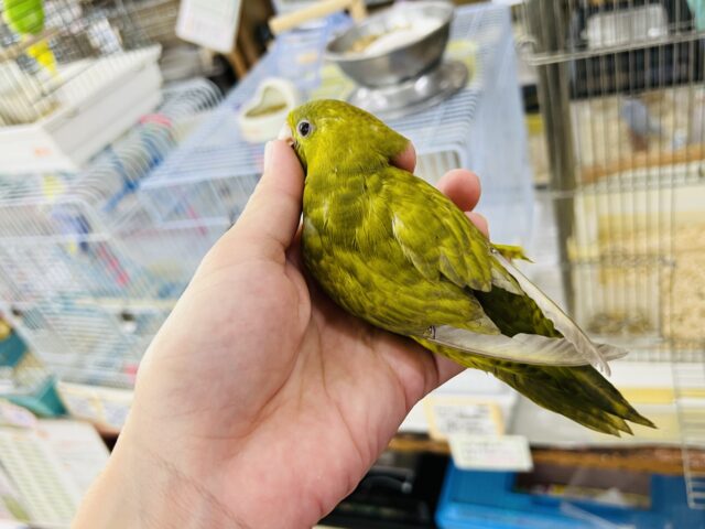 画像更新☆初入荷!?サザナミインコダークグリーンスパングル サザナミインコ