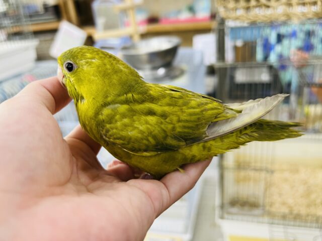 サザナミインコ