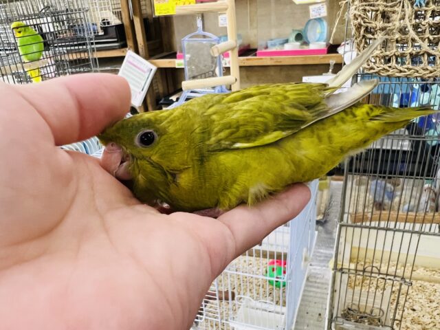 サザナミインコ