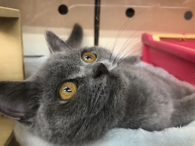 ブリティッシュショートヘア