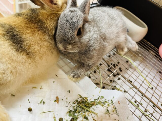 ネザーランドドワーフ