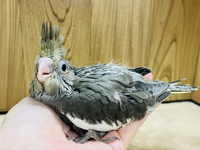 オカメインコ