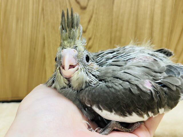 オカメインコ