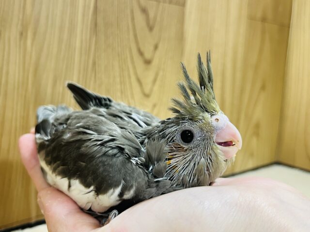 オカメインコ