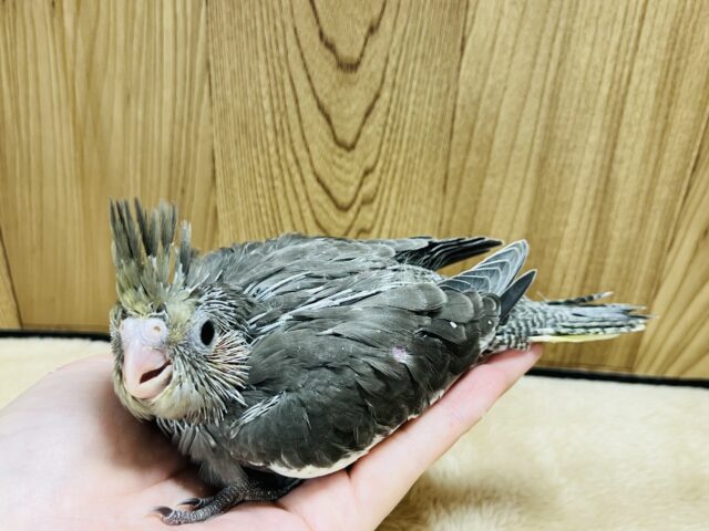 オカメインコ