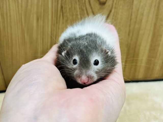 ゴールデンハムスター