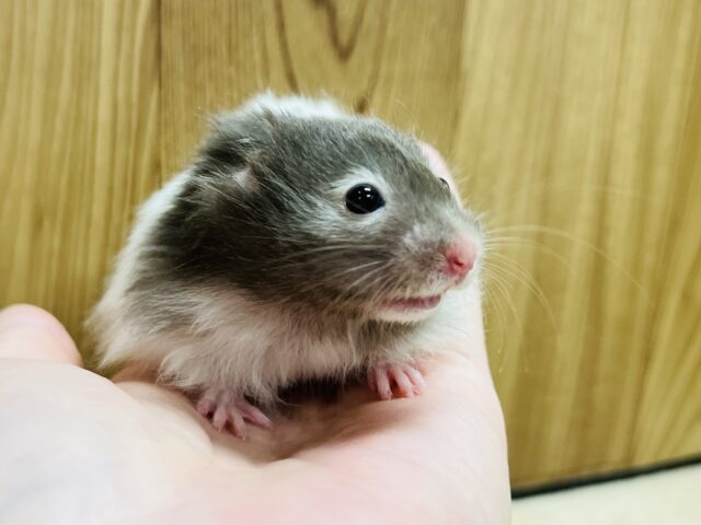 ゴールデンハムスター