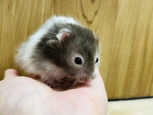 ゴールデンハムスター