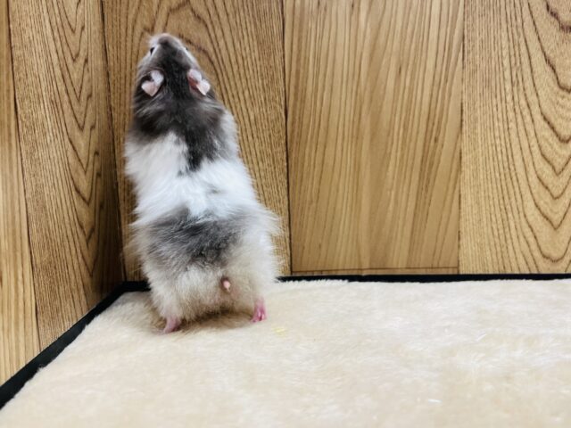 ゴールデンハムスター