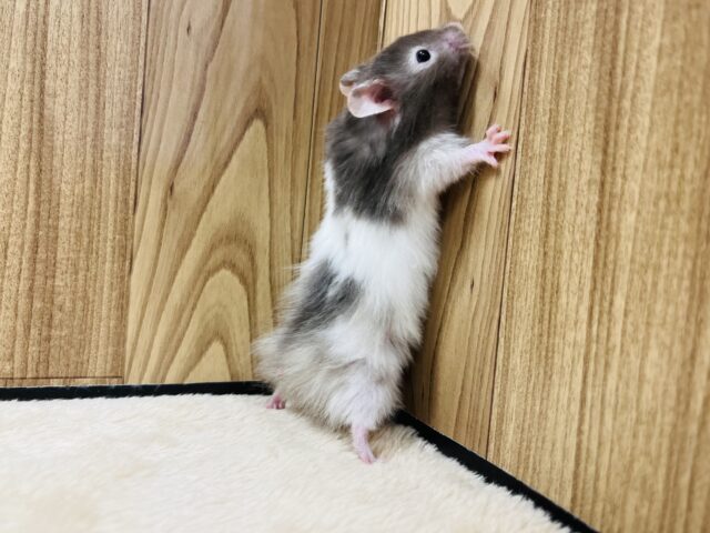 ゴールデンハムスター