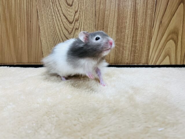 ゴールデンハムスター