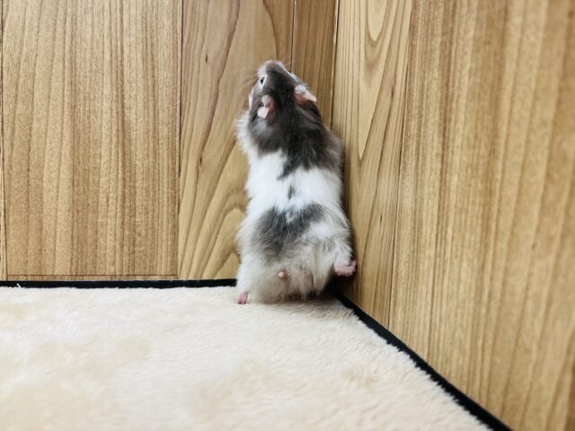 ゴールデンハムスター