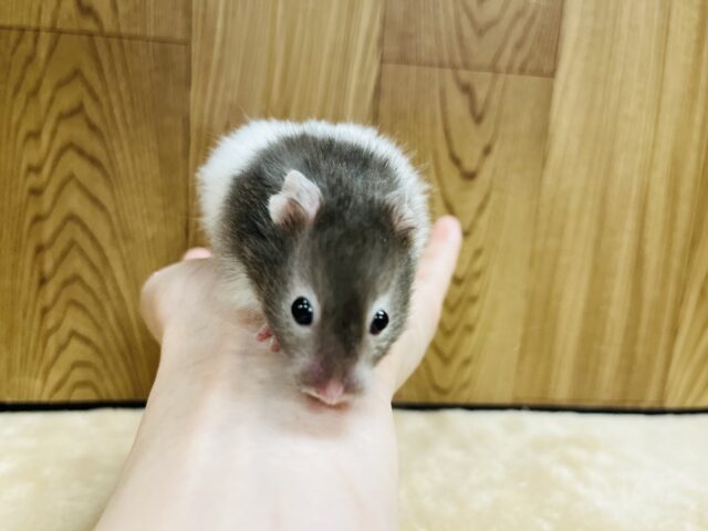 ゴールデンハムスター