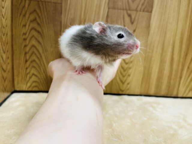 ゴールデンハムスター