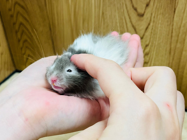 ゴールデンハムスター