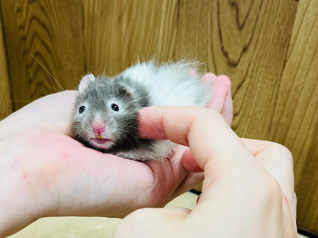 ゴールデンハムスター