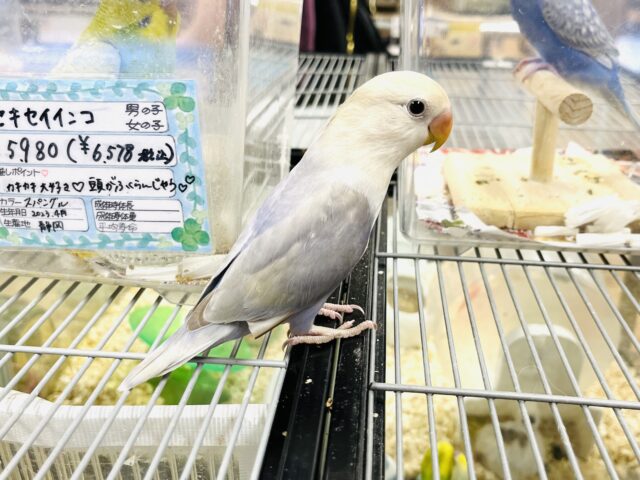 コザクラインコ（小桜インコ）