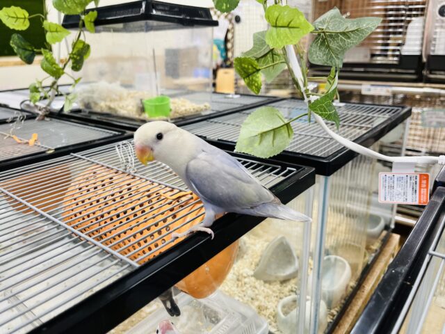 コザクラインコ（小桜インコ）
