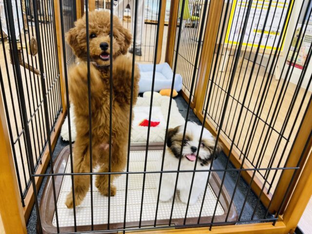 一目惚れ間違いなし!トイプードルくん! トイプードル