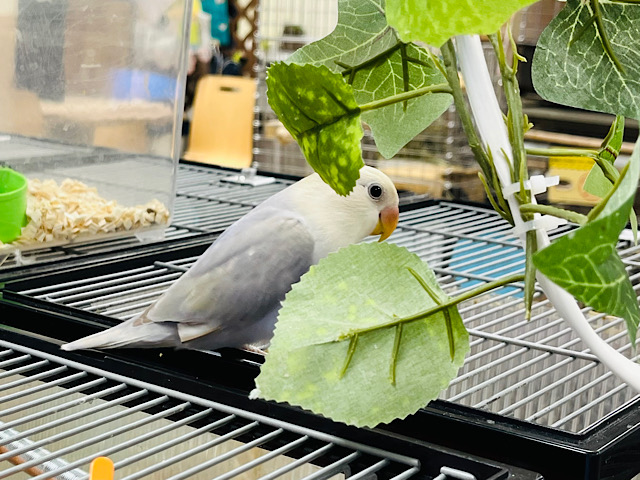 コザクラインコ（小桜インコ）