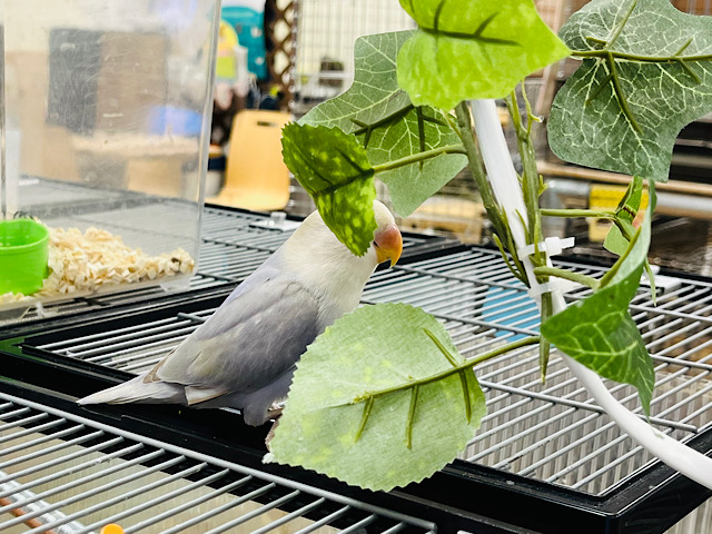 コザクラインコ（小桜インコ）