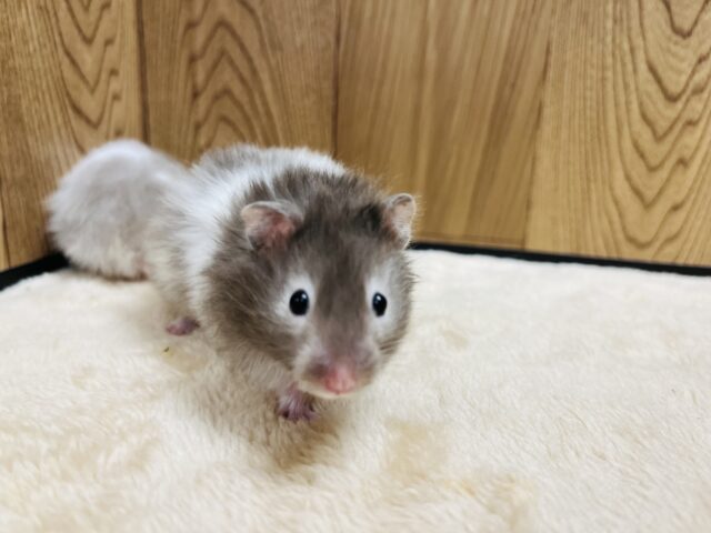 ゴールデンハムスター