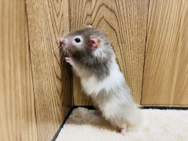 ゴールデンハムスター