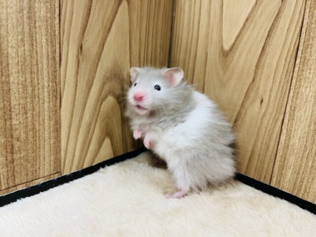 ゴールデンハムスター