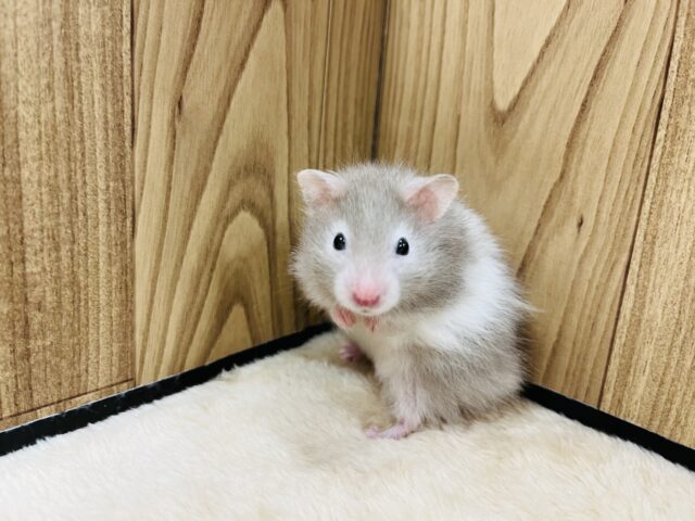 ゴールデンハムスター