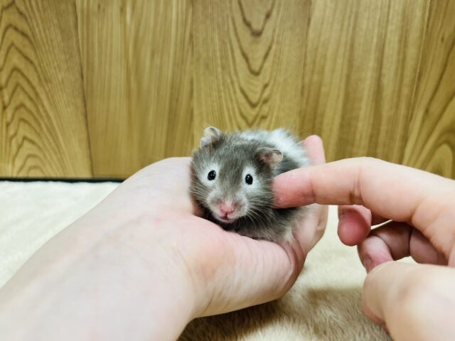 ゴールデンハムスター