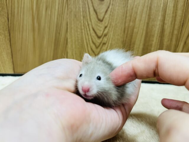 ゴールデンハムスター