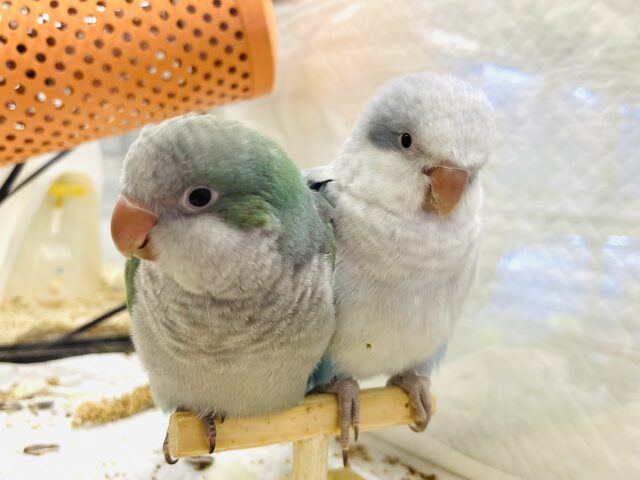 オキナインコ