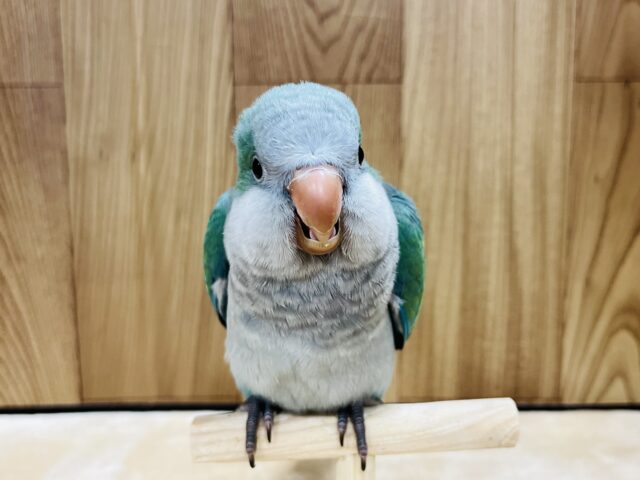 オキナインコ