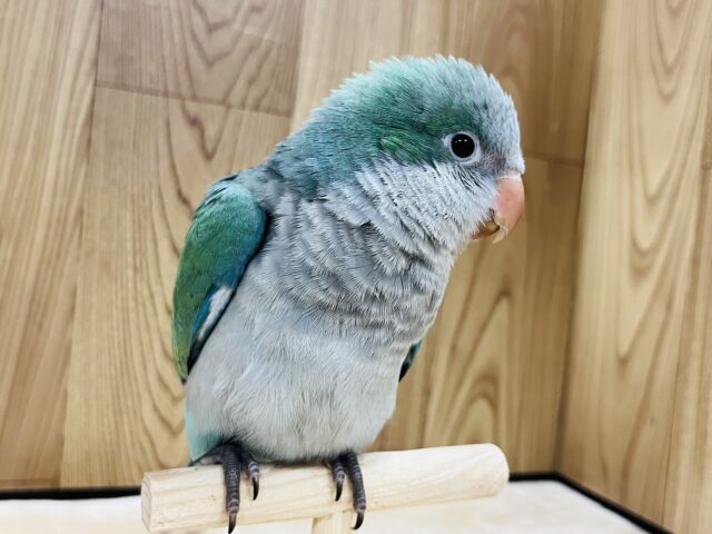 オキナインコ