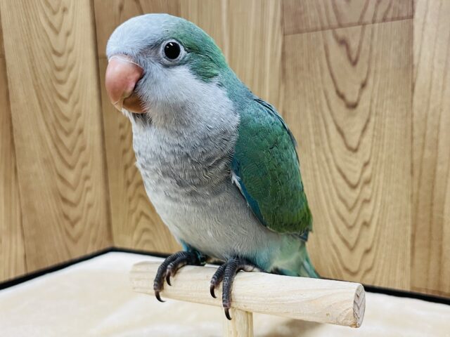 オキナインコ