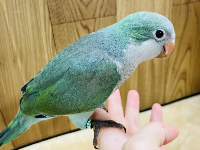 オキナインコ