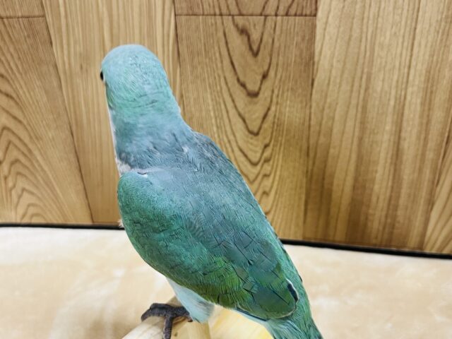 オキナインコ
